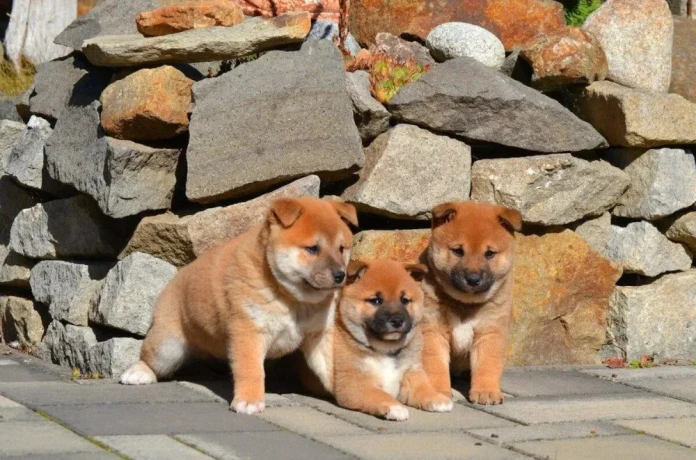 shiba-inu-big-4