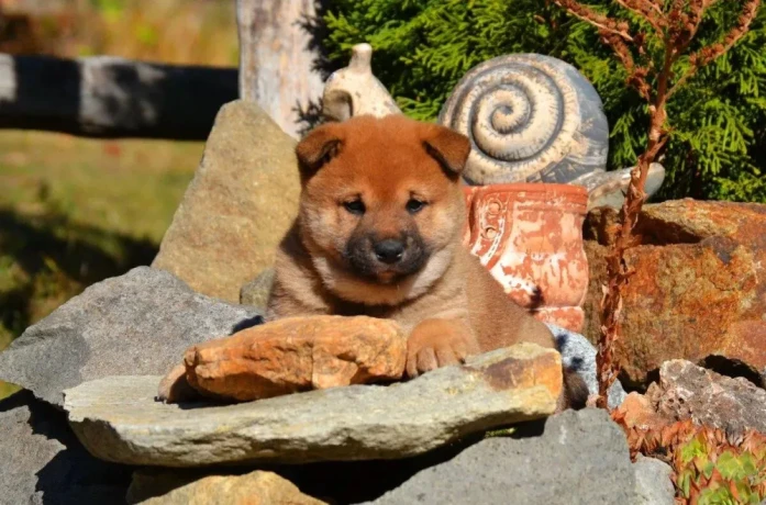 shiba-inu-big-2