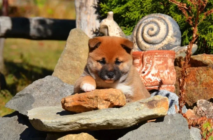 shiba-inu-big-1