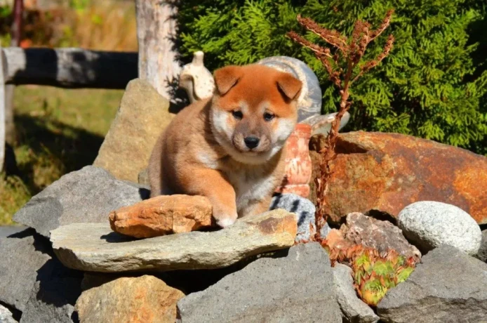shiba-inu-big-0