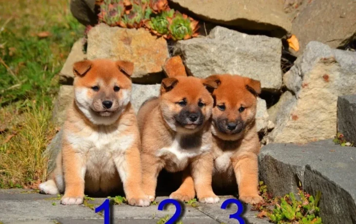 shiba-inu-big-3