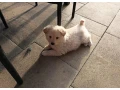 steniatko-krizenec-nemecky-biely-spic-small-2