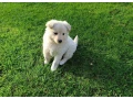 steniatko-krizenec-nemecky-biely-spic-small-1