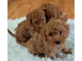 pudel-small-2