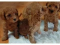 pudel-small-1