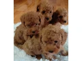 pudel-small-3
