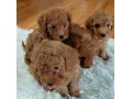 pudel-small-4