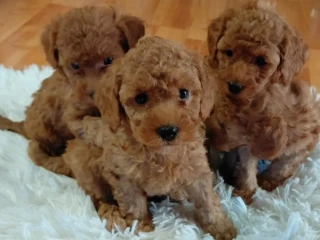 pudel