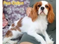 cavalier-king-charles-spaniel-s-pp-small-1