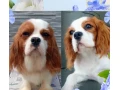 cavalier-king-charles-spaniel-s-pp-small-0