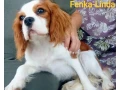 cavalier-king-charles-spaniel-s-pp-small-2