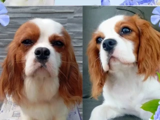 cavalier-king-charles-spaniel-s-pp