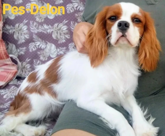 cavalier-king-charles-spaniel-s-pp-big-1