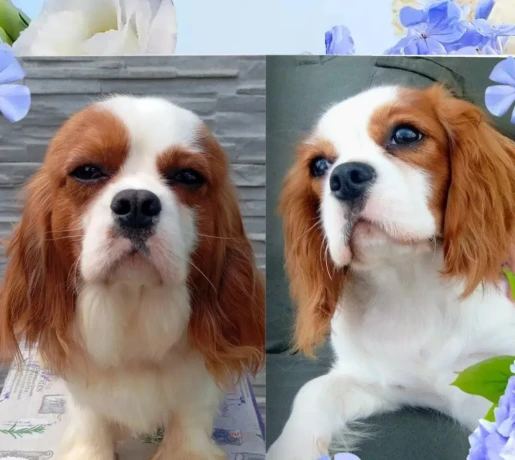 cavalier-king-charles-spaniel-s-pp-big-0