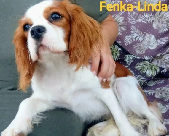 cavalier-king-charles-spaniel-s-pp-big-2