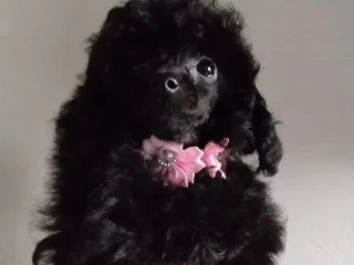 pudlik-toy