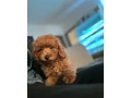 trpaslici-pudel-small-3