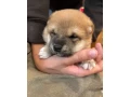 steniatko-shiba-inu-small-4