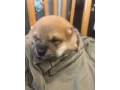 steniatko-shiba-inu-small-0
