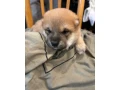 steniatko-shiba-inu-small-1