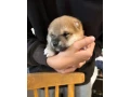 steniatko-shiba-inu-small-3
