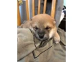 steniatko-shiba-inu-small-2