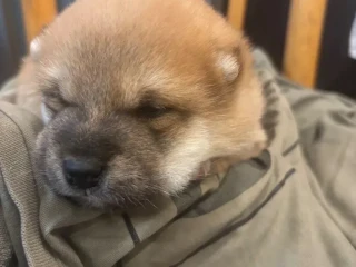 steniatko-shiba-inu