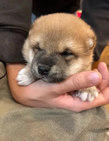 steniatko-shiba-inu-big-4
