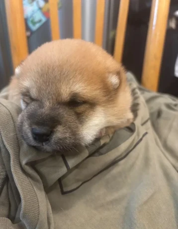 steniatko-shiba-inu-big-0