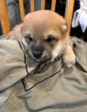 steniatko-shiba-inu-big-1