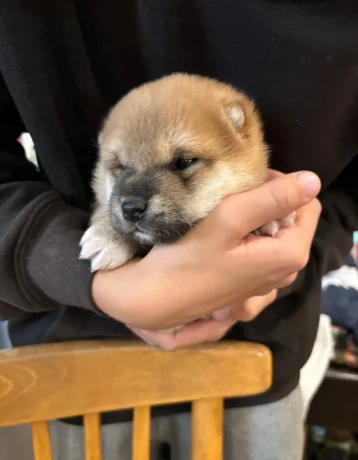 steniatko-shiba-inu-big-3