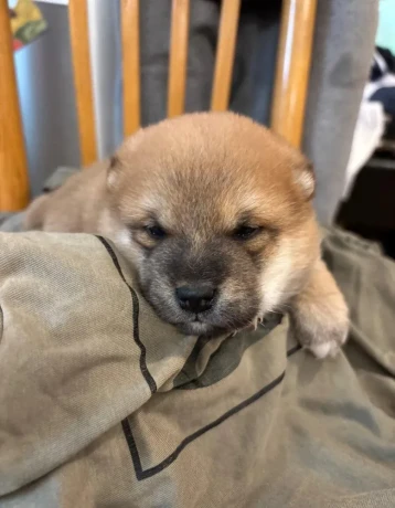 steniatko-shiba-inu-big-2