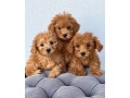 toy-pudlik-small-0