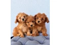toy-pudlik-small-2