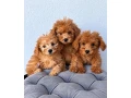 toy-pudlik-small-3