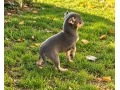 civava-small-4