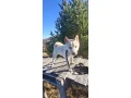siba-inu-psik-small-2
