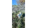siba-inu-psik-small-1