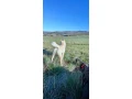 siba-inu-psik-small-0