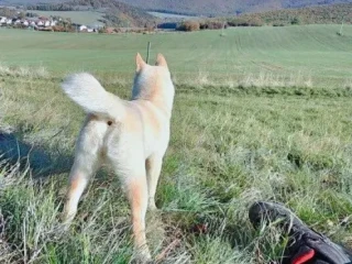 siba-inu-psik