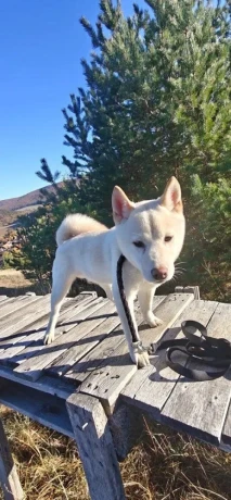 siba-inu-psik-big-2