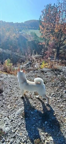 siba-inu-psik-big-3