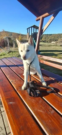 siba-inu-psik-big-4