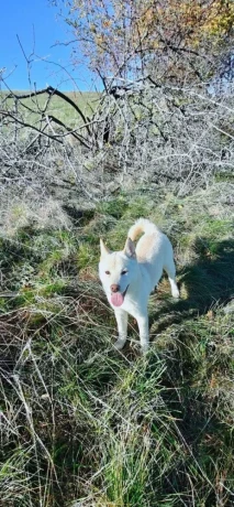 siba-inu-psik-big-1