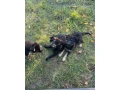 steniatka-nemecky-ovciak-small-4