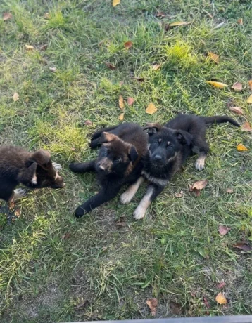 steniatka-nemecky-ovciak-big-4