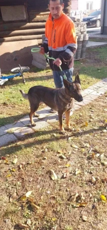 nemecki-ovciak-big-0