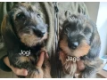 jazvecik-hrubosrsty-s-pp-small-1