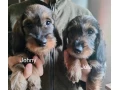jazvecik-hrubosrsty-s-pp-small-2