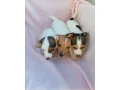 jack-russell-small-0